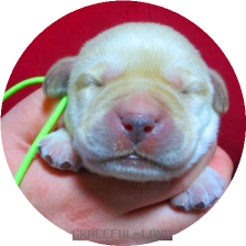 男の子グリーン